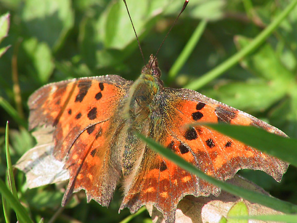 2002: der erste Schmetterling wildlife !!