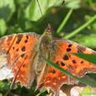 2002: der erste Schmetterling wildlife !!