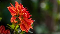 20024-Dahliengarten-17