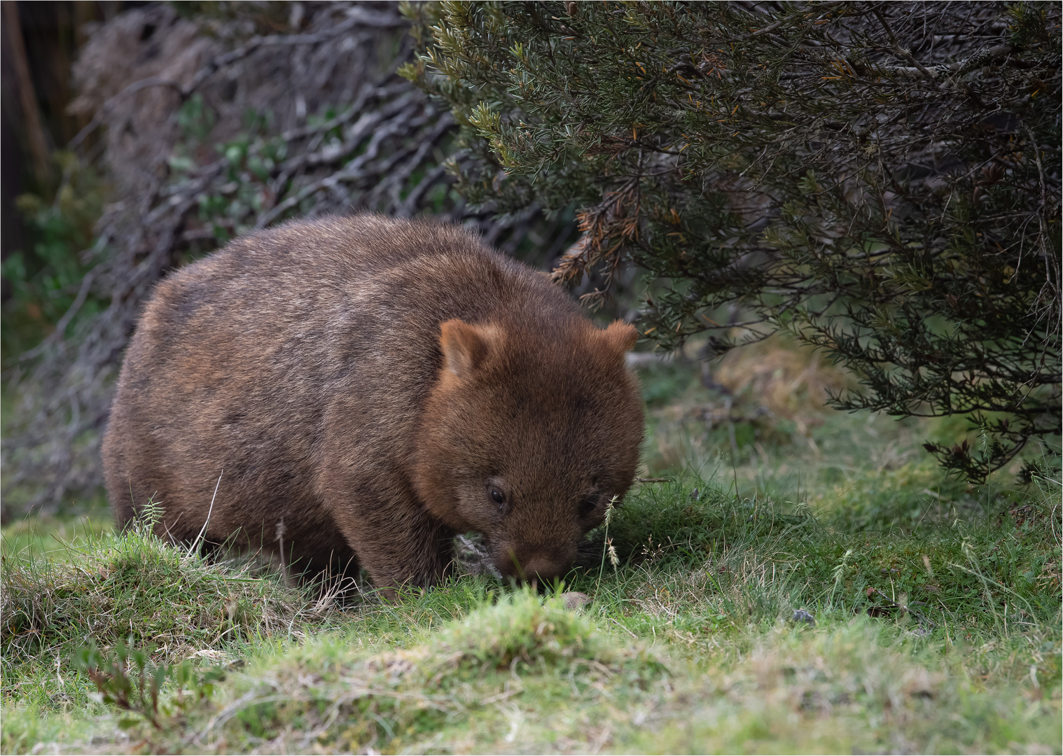 200307  Tasmanien 6012-Bearbeitet