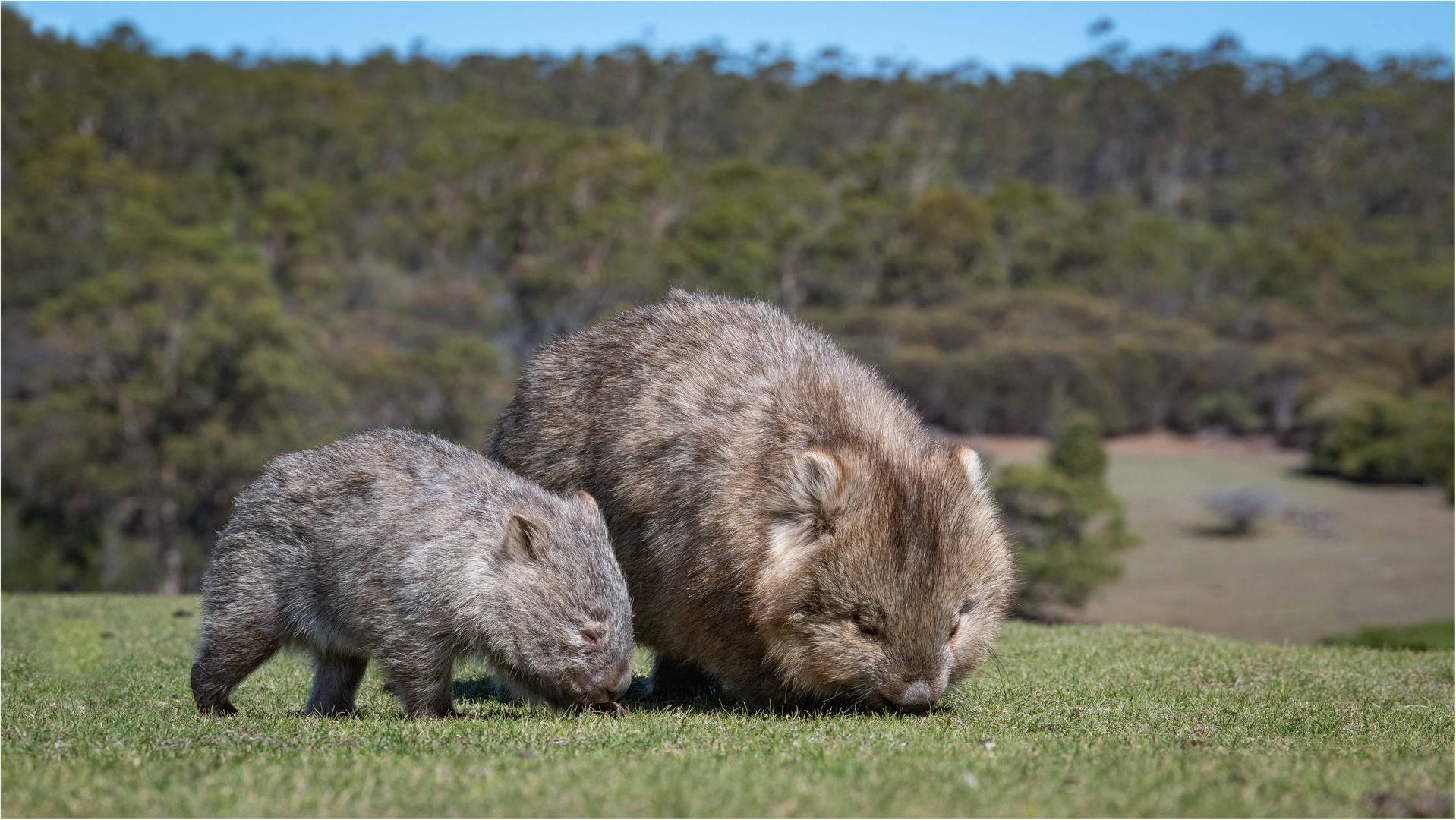 200311  Tasmanien 8788-Bearbeitet