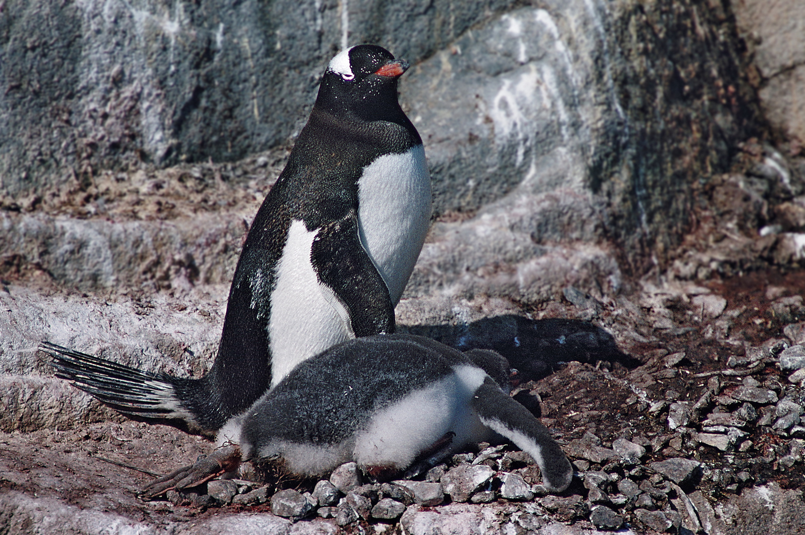 2004 Antarktis Chile Argentinien