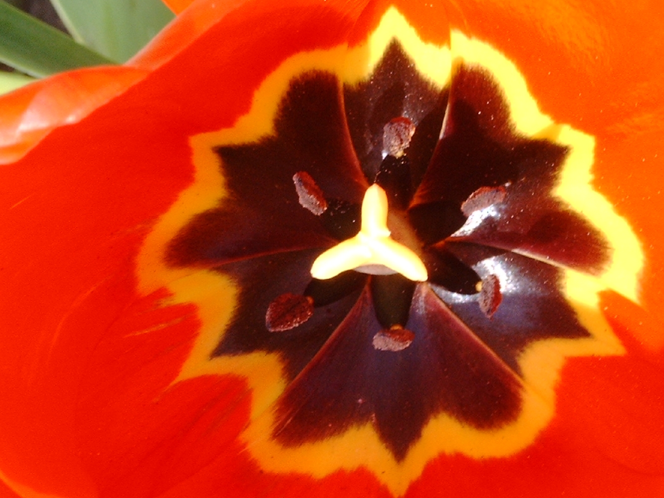 2004-Tulpe