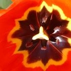 2004-Tulpe