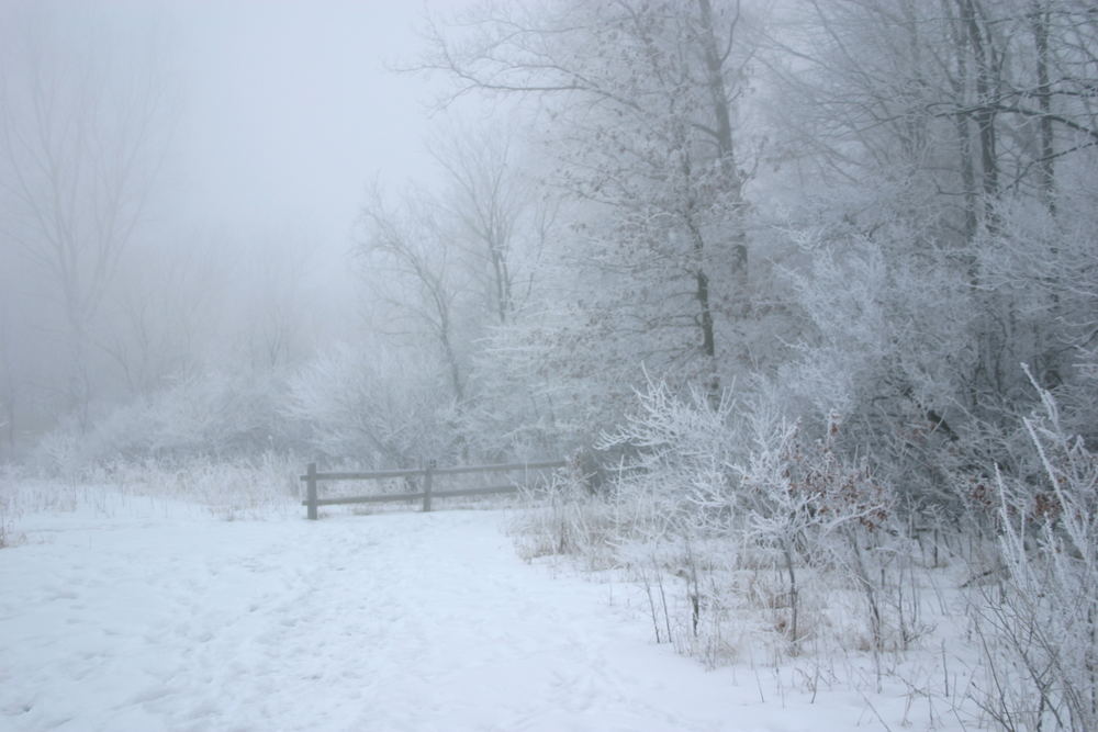 2005 Foggy Winter Morning