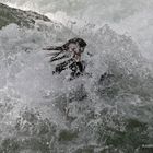 2005 surfing 111