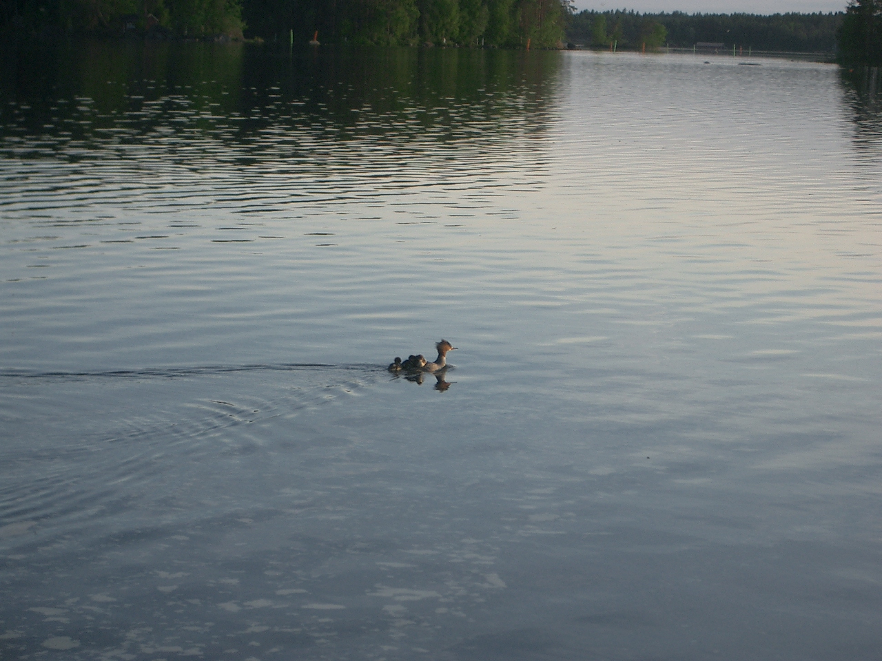 20050621  ARCHIV Finnland : Entenmama mit Nachwuchs