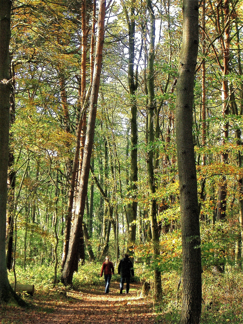 20051029  Wandern im raschelndem Laub Nationalpark Müritz