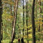 20051029  Wandern im raschelndem Laub Nationalpark Müritz