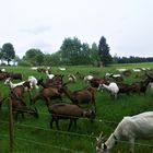 20.05.2015 Landschaftspfleger im Einsatz