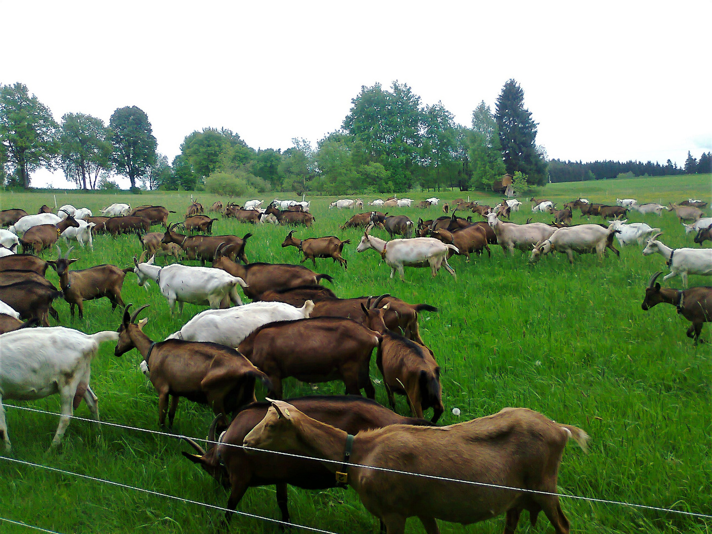 20.05.2015 Landschaftspfleger im Einsatz 2