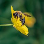 20.05.2018 = 1.Weltbienentag