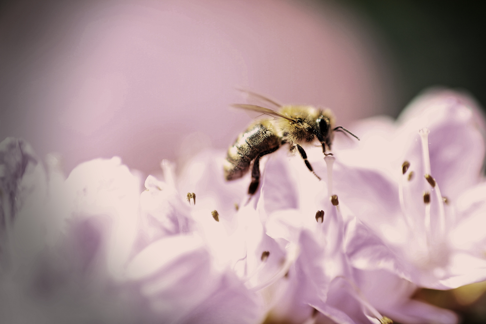 20.05.2018 - Weltbienentag