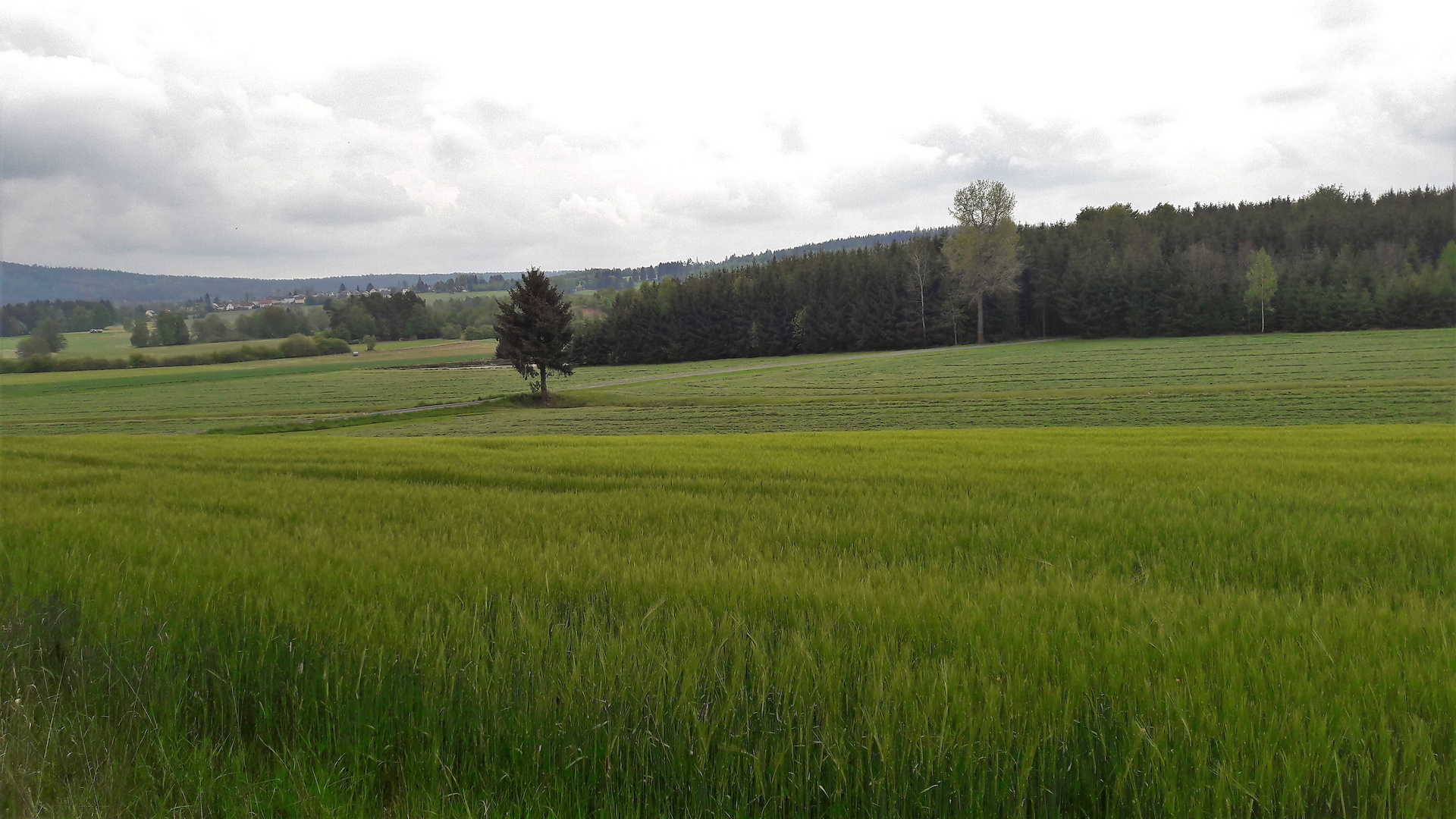 20.05.2020 Blick über  Gerste,Wiesen und Wald