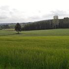 20.05.2020 Blick über  Gerste,Wiesen und Wald