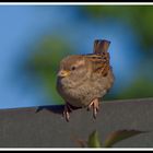 2005_4807 Das (Vogel) Frühstückchen