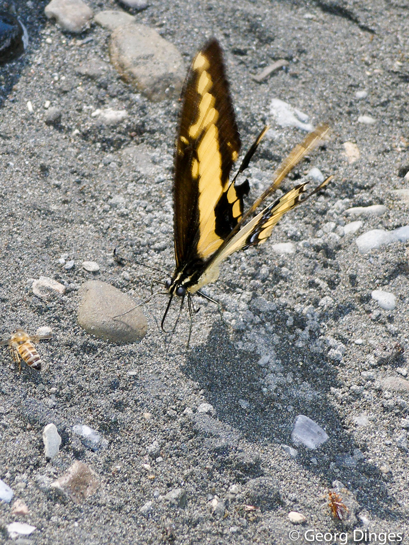 20060706 Swallowtail Falter in Peru