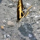 20060706 Swallowtail Falter in Peru