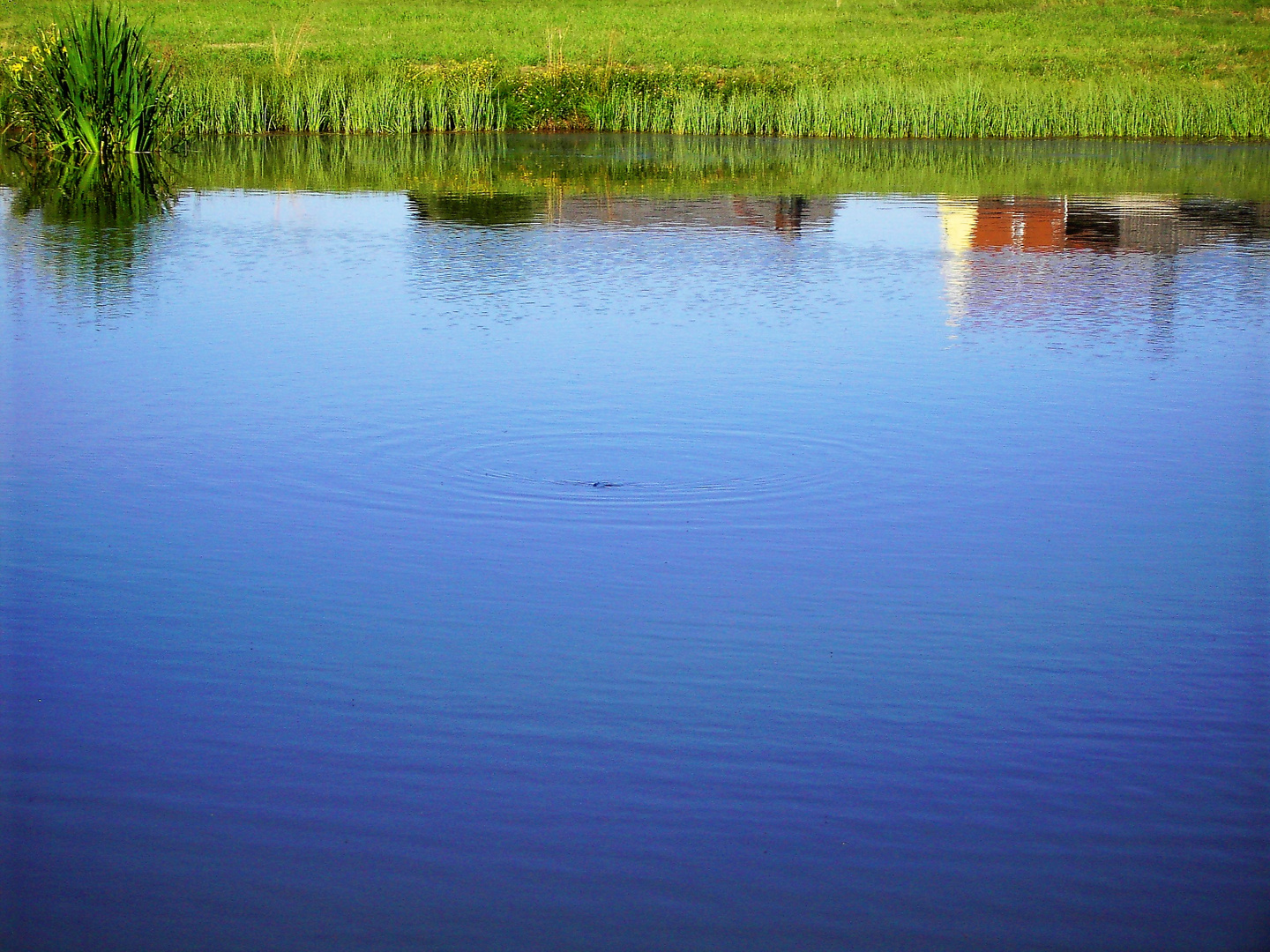 20060718 Durchblick zur Spiegelung am Seerosenteich