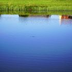 20060718 Durchblick zur Spiegelung am Seerosenteich