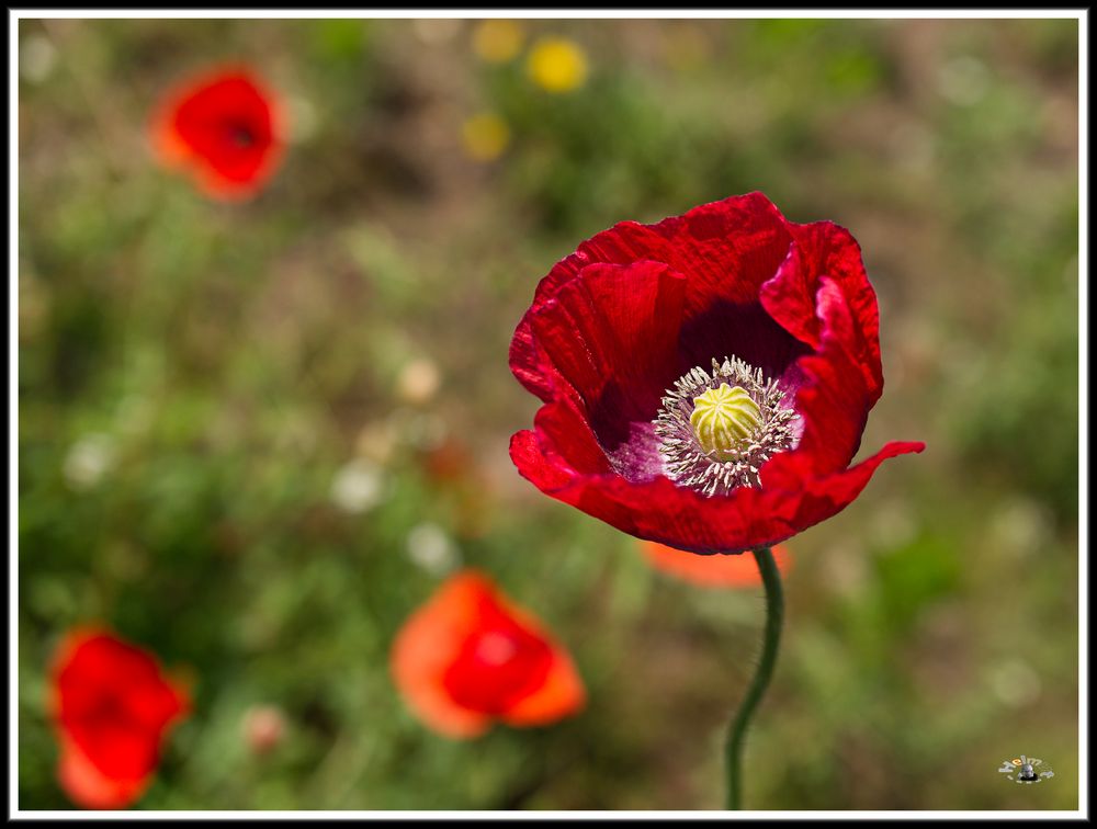 2006_7243 Mohn im Wildblumenbeet