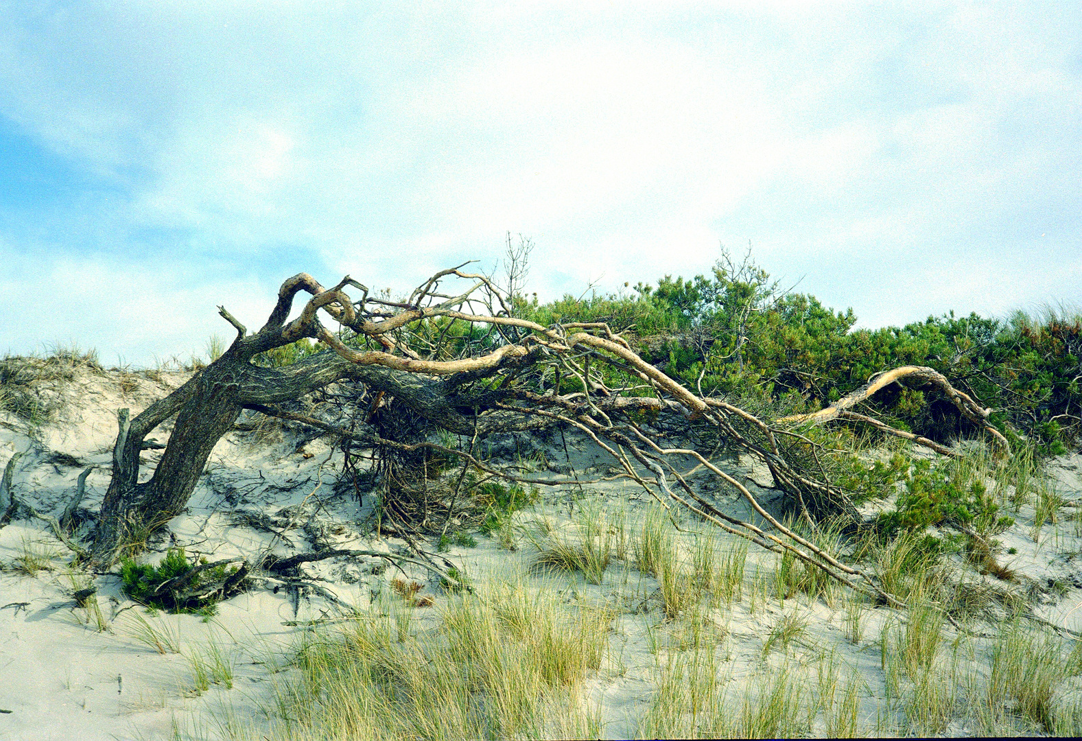 2007 Kiefer in der Düne