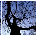 (20070327) baum