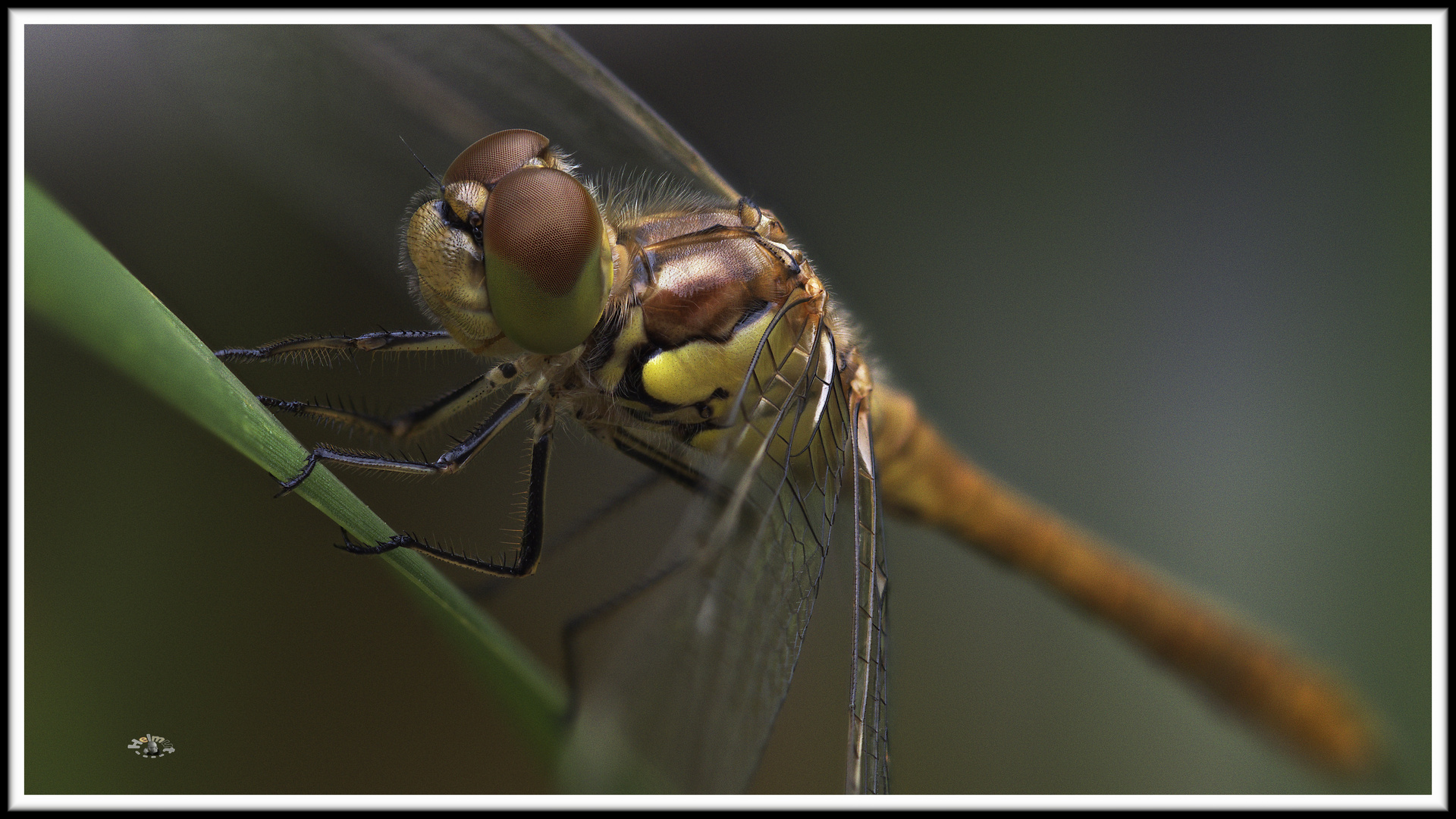 2007_7892  Das Lächeln einer Libelle am Morgen