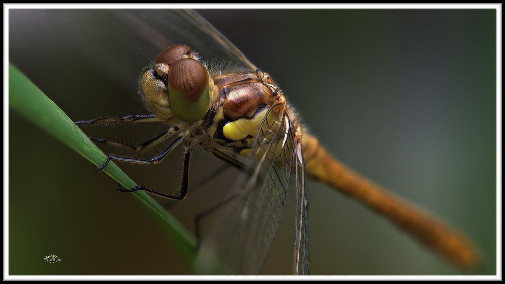 2007_7892  Das Lächeln einer Libelle am Morgen