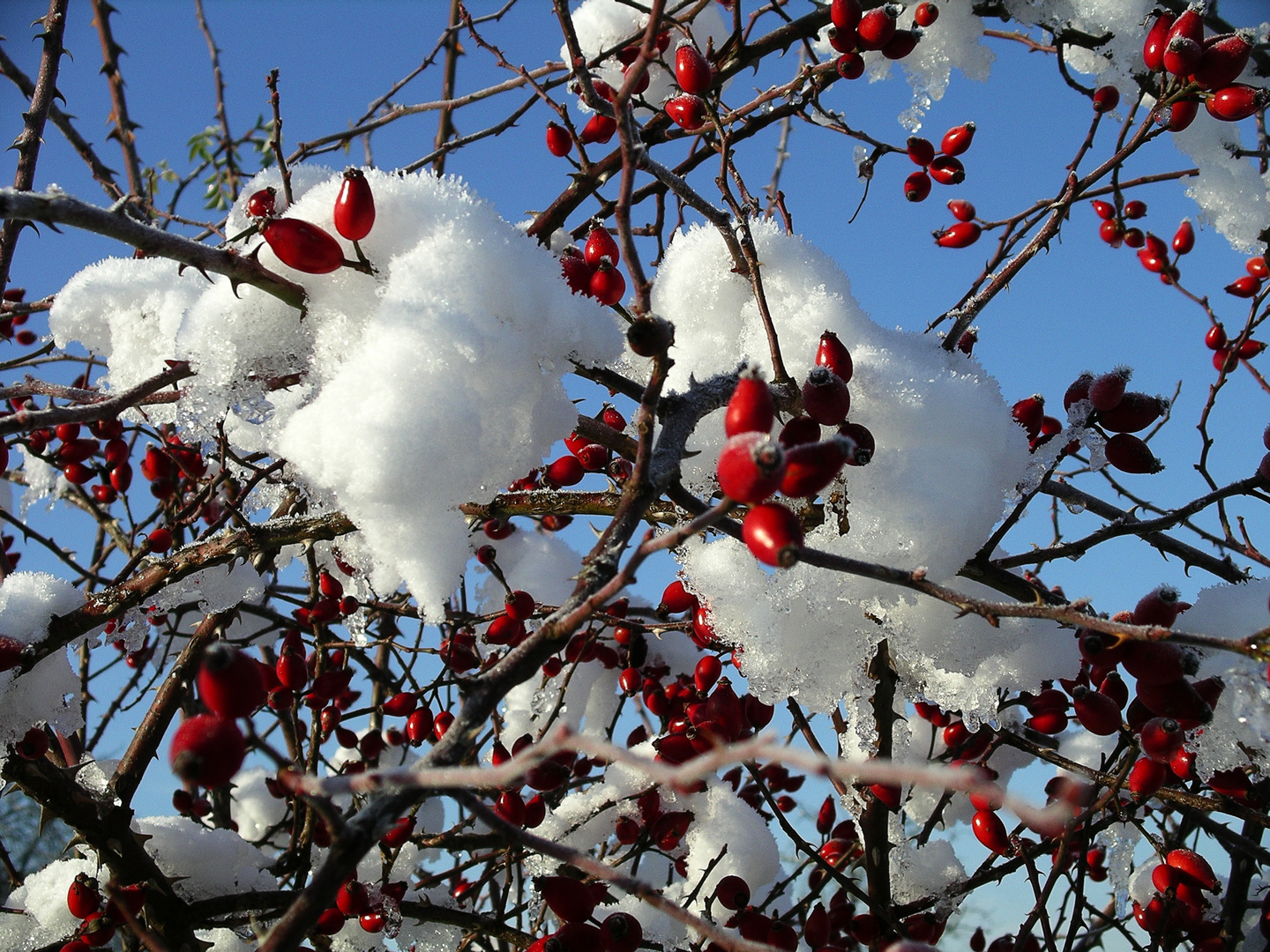 2008-12-14; Winterbild