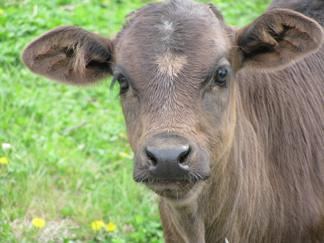 2008 Heifer calf.