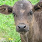 2008 Heifer calf.