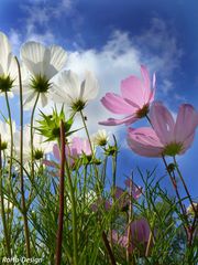 2008 Spätsommer 2 - Cosmeablüten im Wind