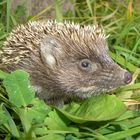 20081018_Igel