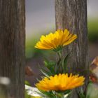 20081025_Ringelblume