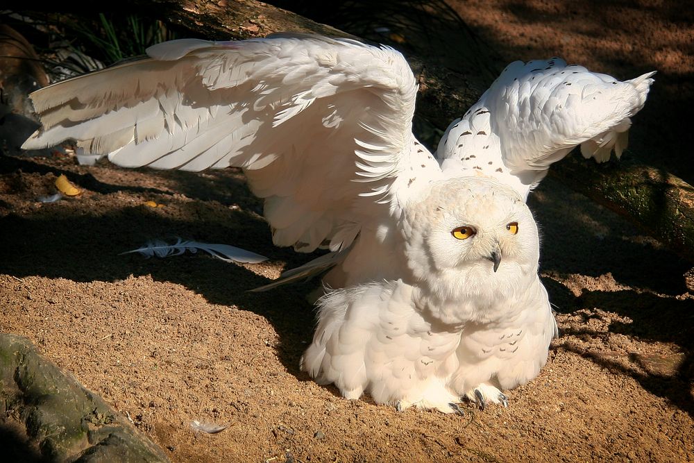 2008_8642 Bubo scandiacus