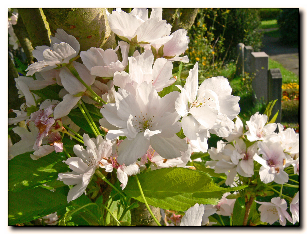 **2008**Frühling**