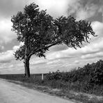 2009-05-16_6368_bw