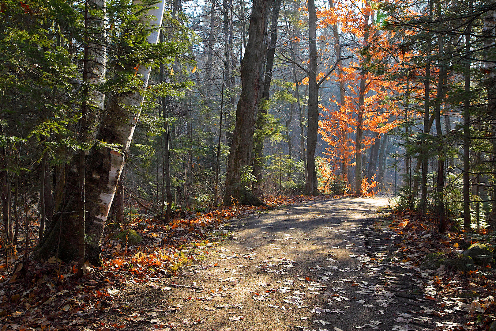 2009-11-18 à 11-00-00Sentier en automne 