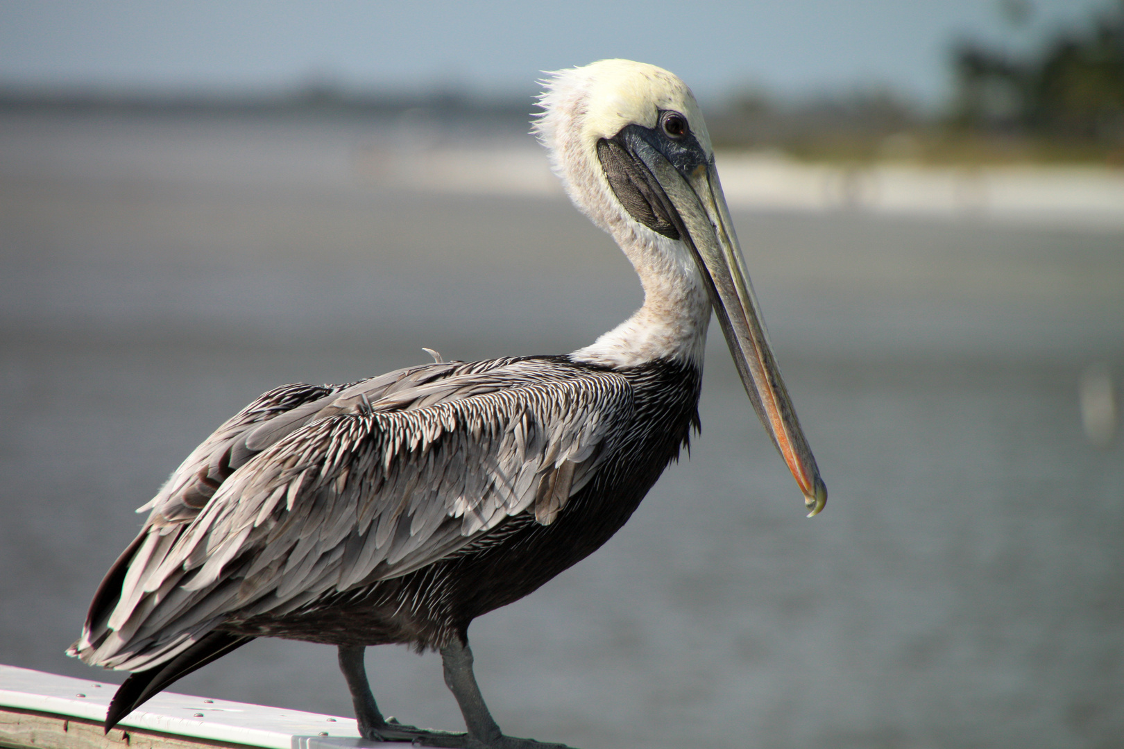 2009 - Florida 1025