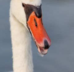 2009 Haltern am See