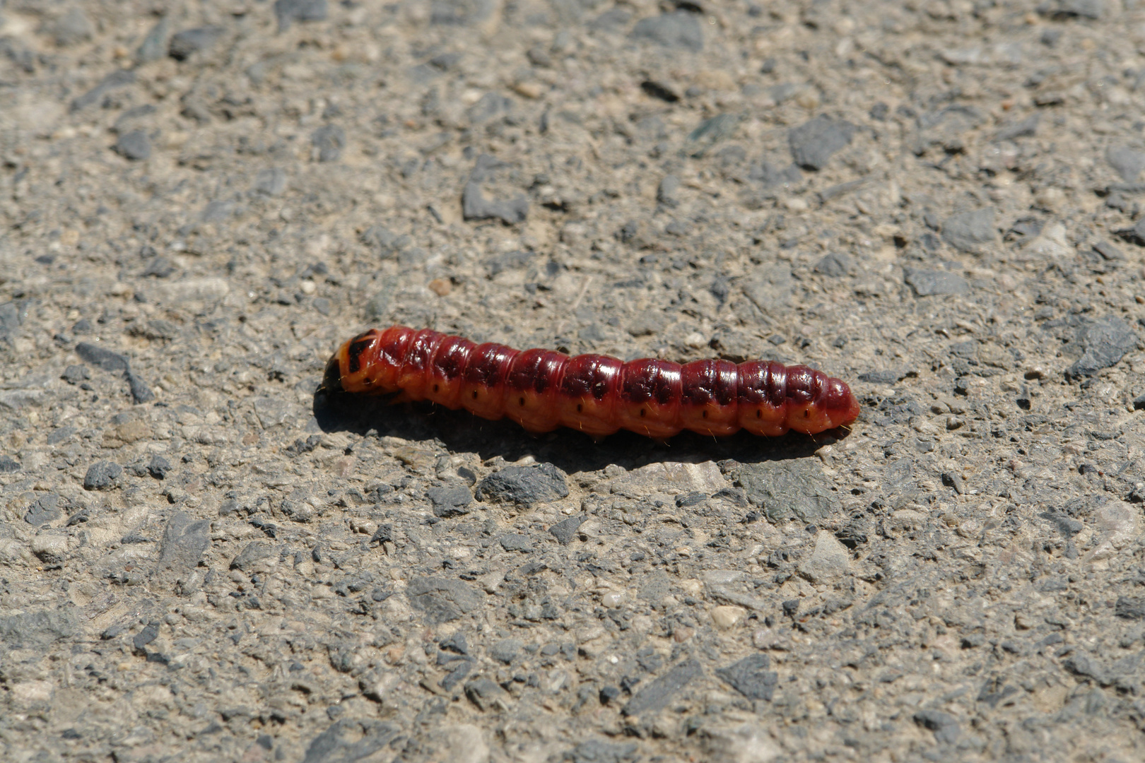 20090503_124208_CZ_caterpillar