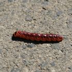 20090503_124208_CZ_caterpillar