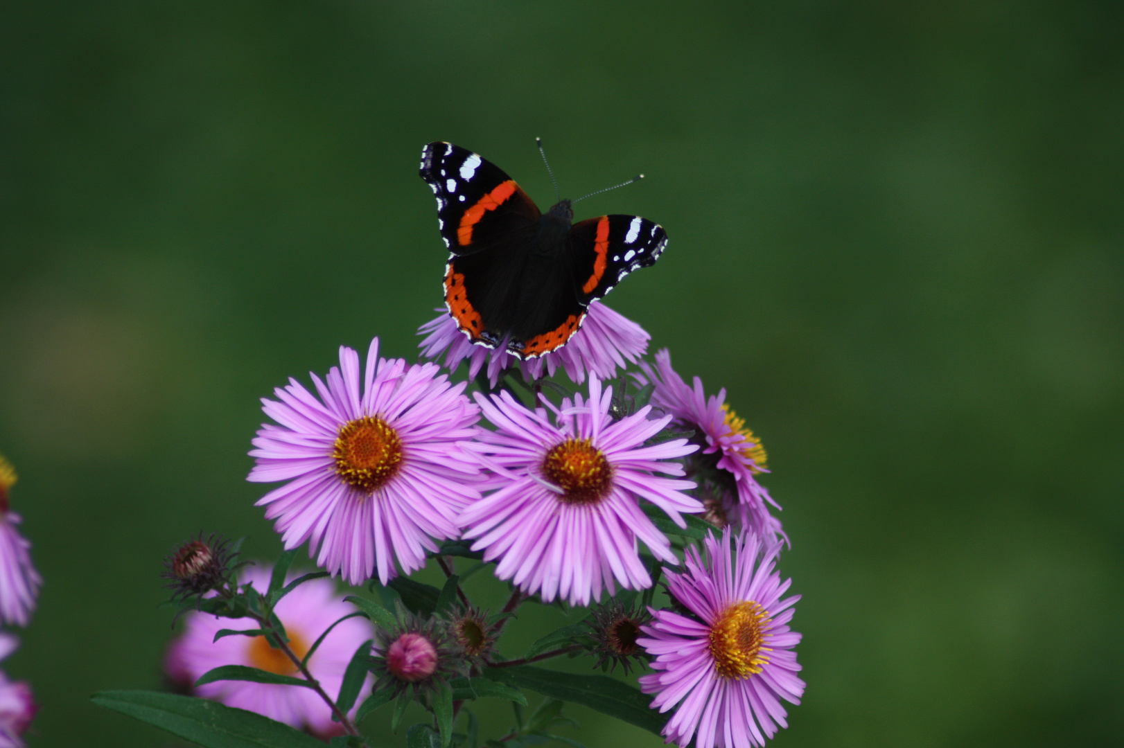 20090921_22 Schmetterling, Fuchsenloch1