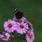 20090921_22 Schmetterling, Fuchsenloch1