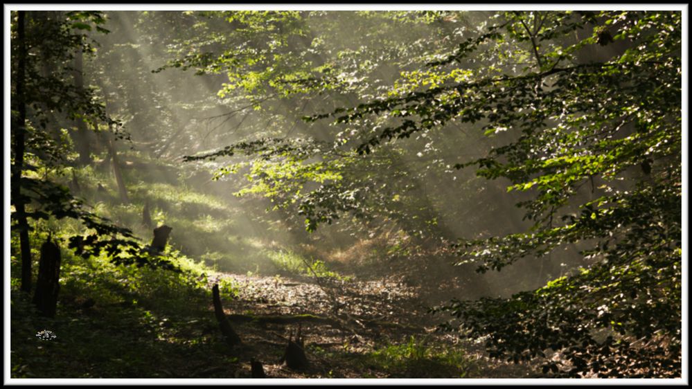 2009_1855 der letzte Spätsommertag