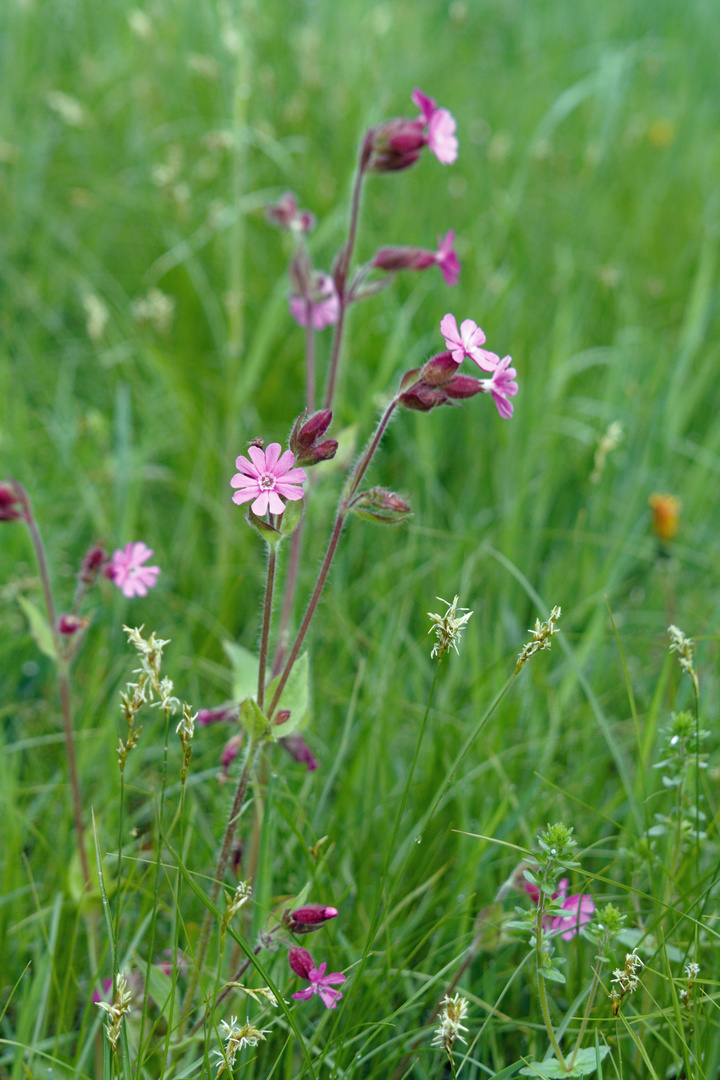 2009_Rote Lichtnelke 1412