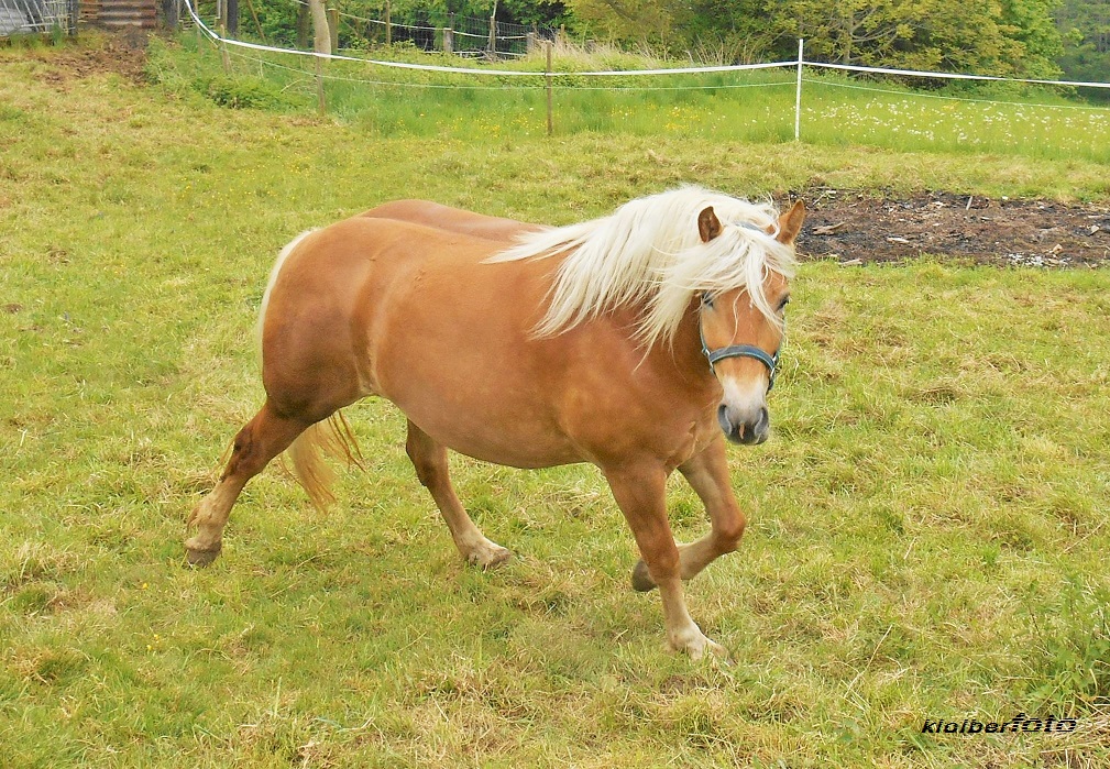 (201) haflinger