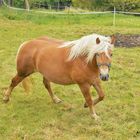 (201) haflinger