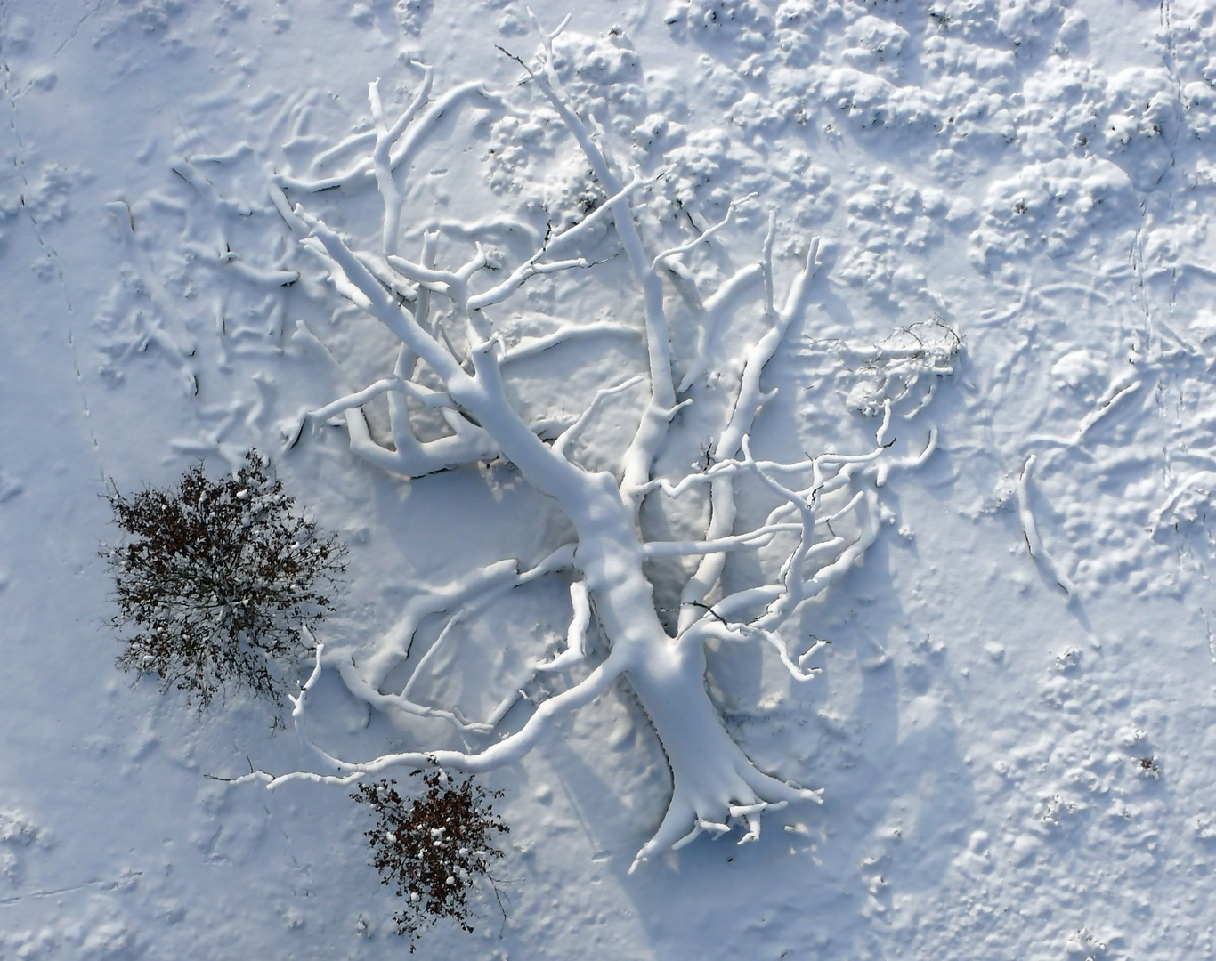 2010-01-04 - Generationenfolge bei der Trauben- bzw. Wintereiche (Quercus petraea)